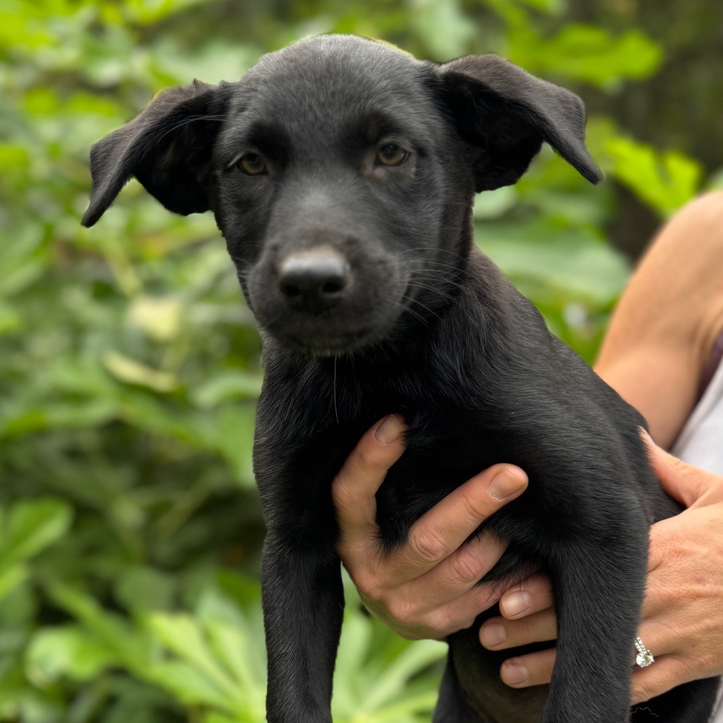 NY Hazel (Foster in North Salem)
