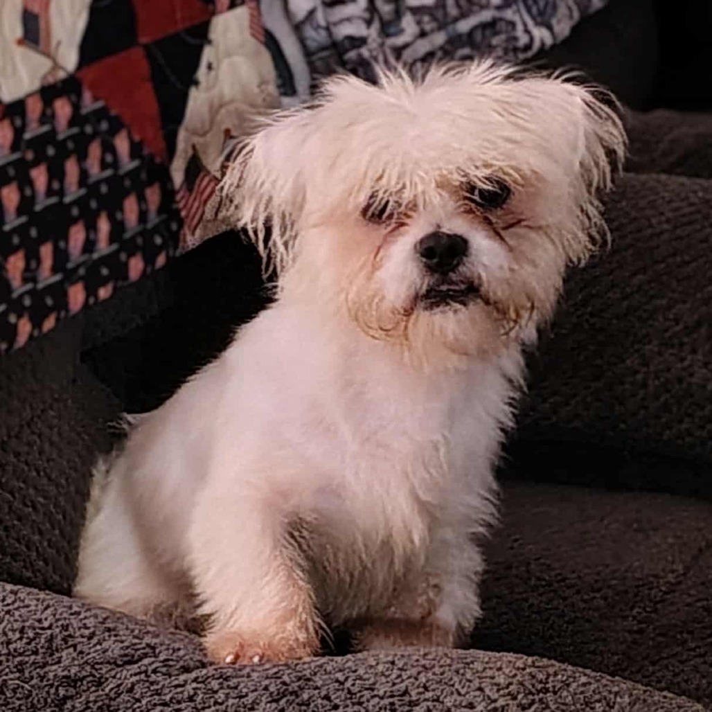 NY Yeti (Foster in Pawling)