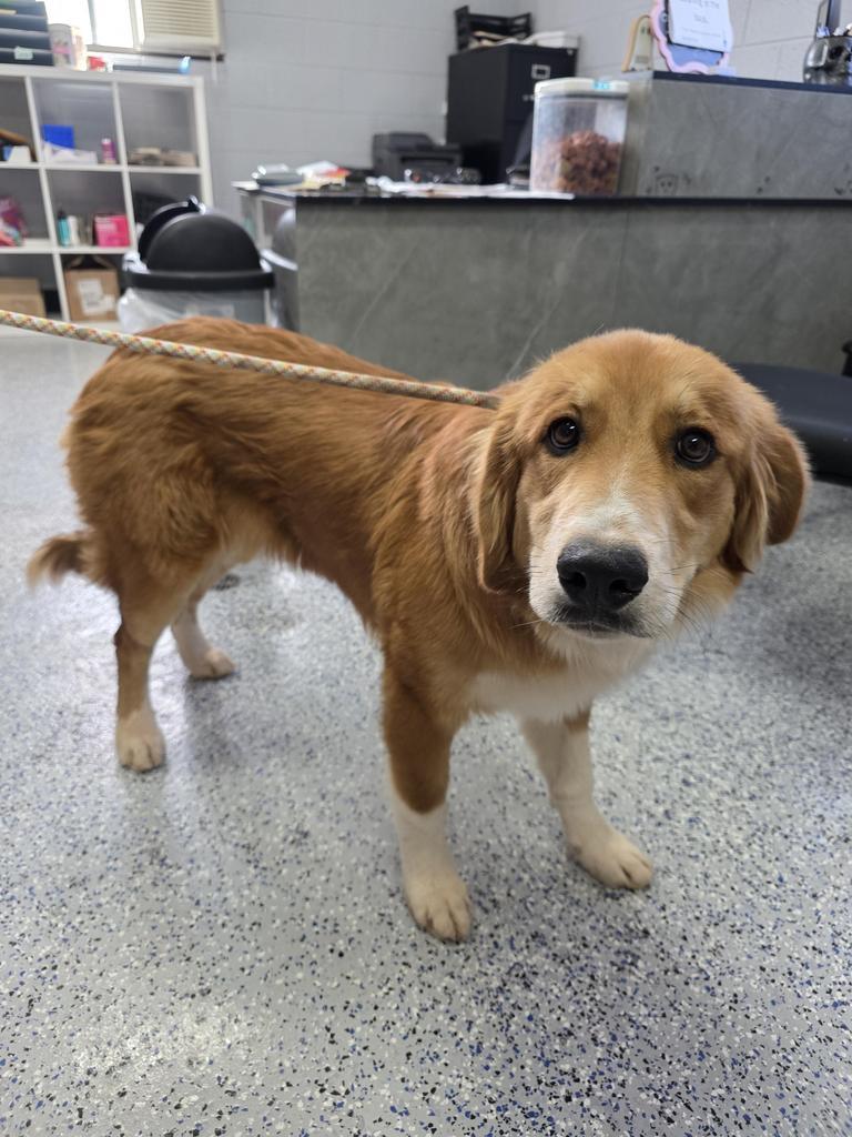 Ruby, an adoptable Golden Retriever, Mixed Breed in Holbrook, AZ, 86025 | Photo Image 1