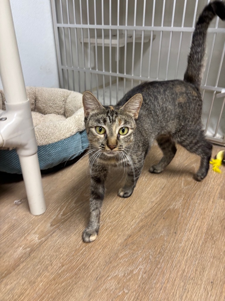 Bella, an adoptable Domestic Short Hair in Corpus Christi, TX, 78414 | Photo Image 1