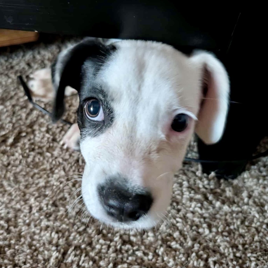 Maggie