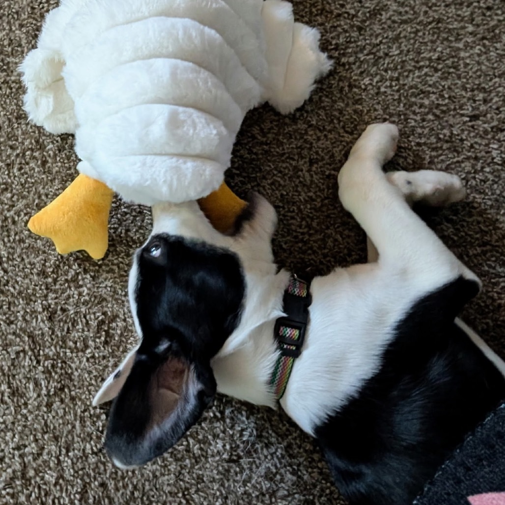 Maggie