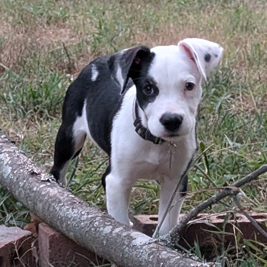 Maggie