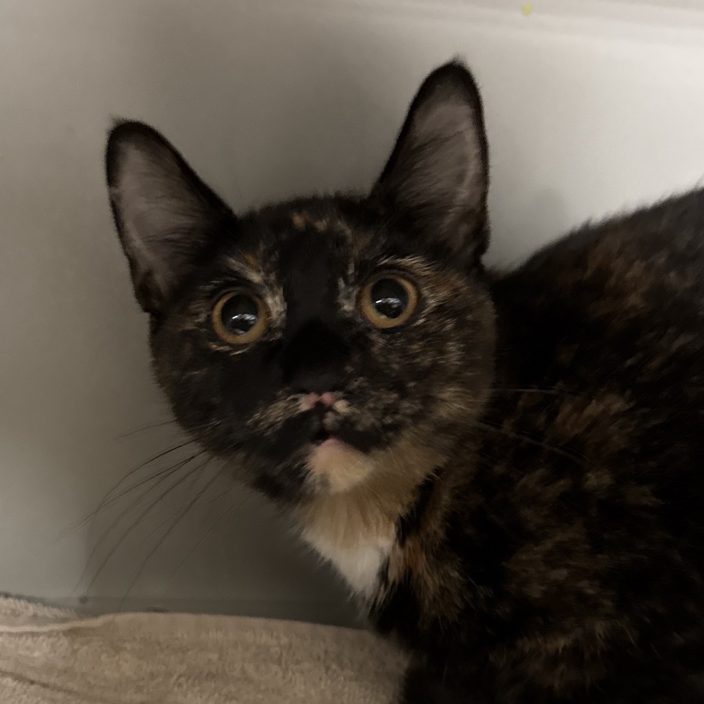 Lulu, an adoptable Domestic Short Hair in Bismarck, ND, 58507 | Photo Image 1