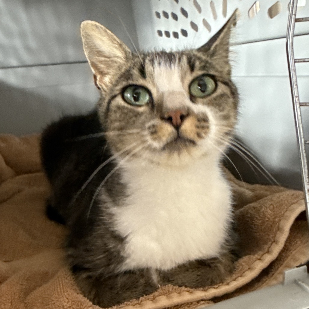 Precious, an adoptable Domestic Short Hair in Bismarck, ND, 58507 | Photo Image 1