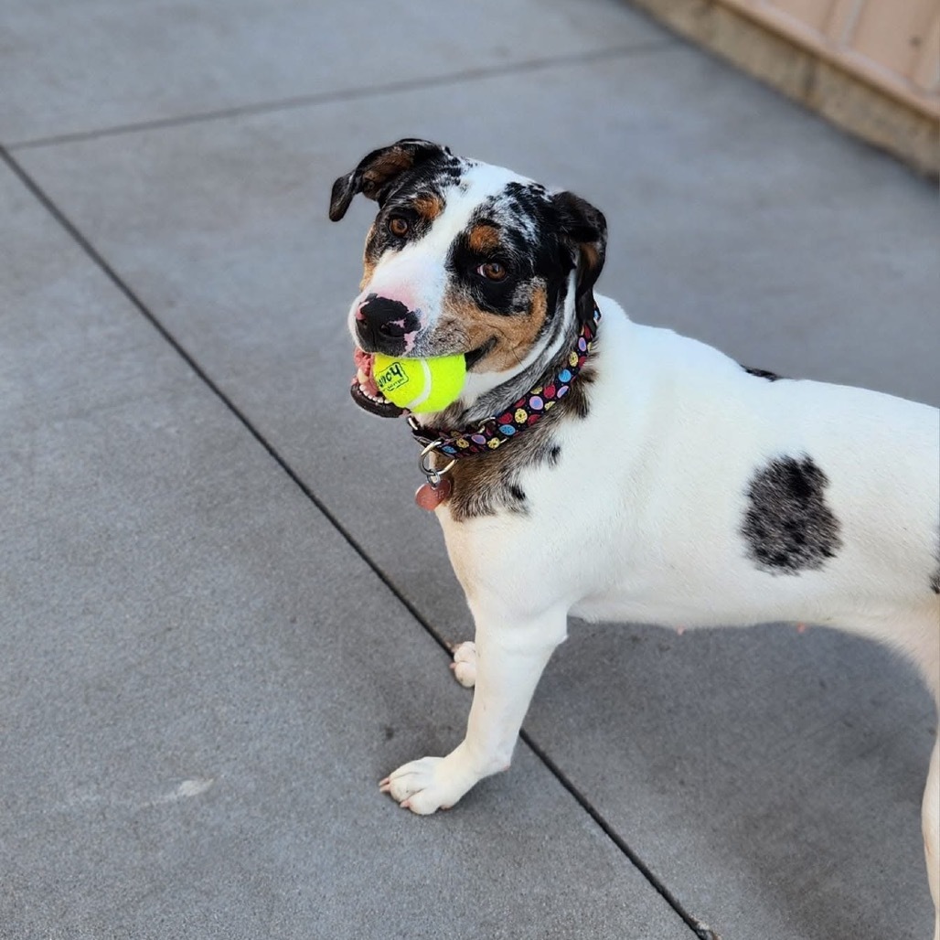 Pepper 12542, an adoptable Mixed Breed in Bismarck, ND, 58507 | Photo Image 1