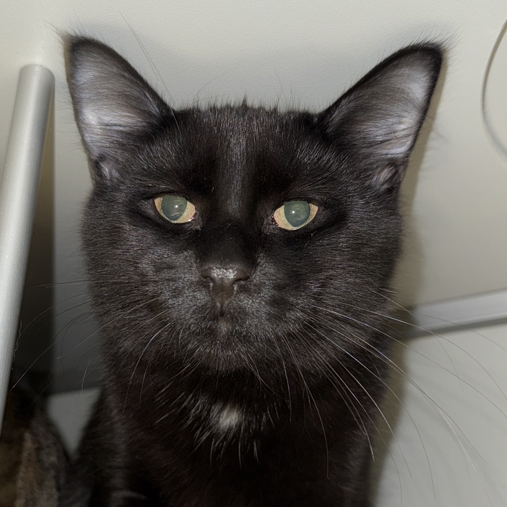 Auron, an adoptable Domestic Medium Hair in Bismarck, ND, 58507 | Photo Image 1