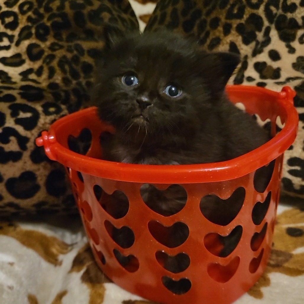 Auron, an adoptable Domestic Medium Hair in Bismarck, ND, 58507 | Photo Image 2