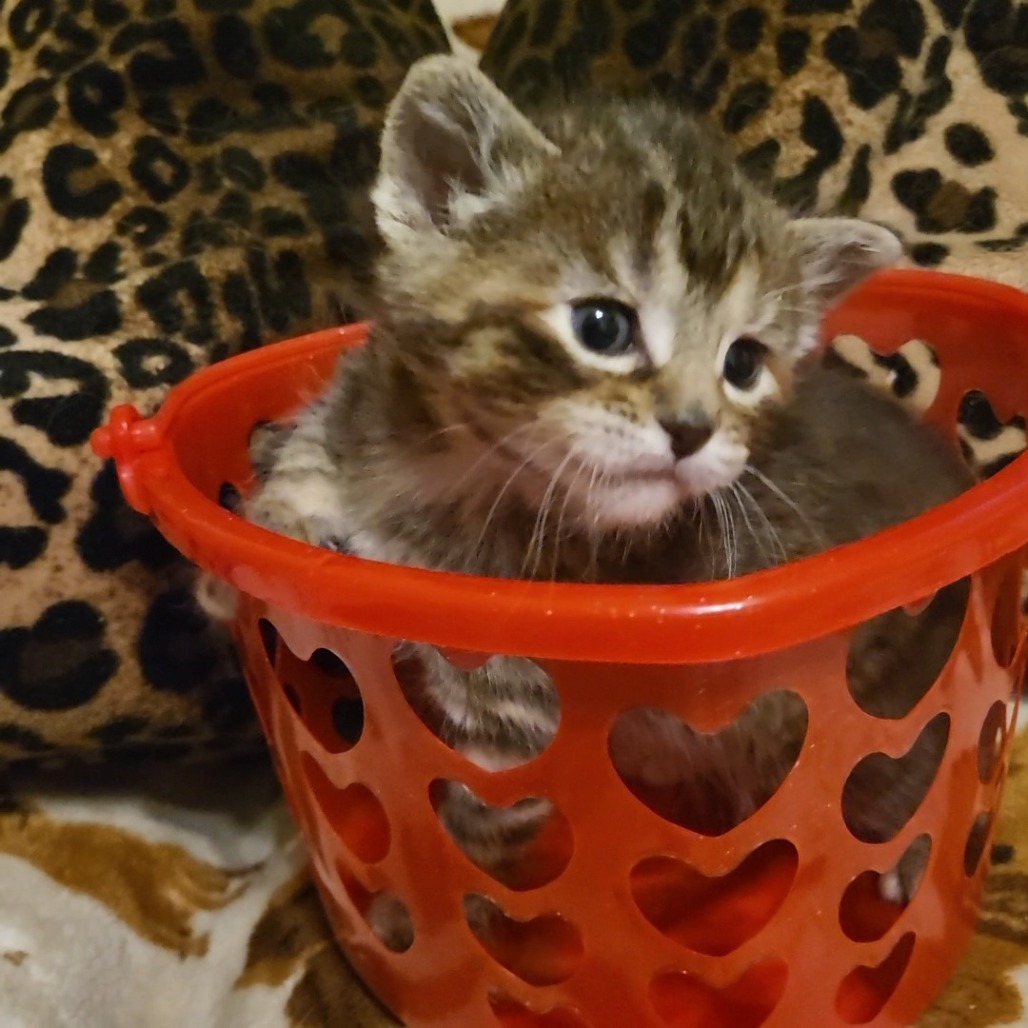 Rikku, an adoptable Domestic Short Hair in Bismarck, ND, 58507 | Photo Image 2