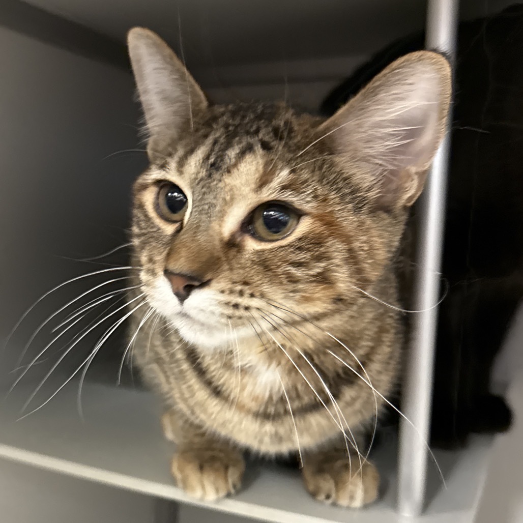 Rikku, an adoptable Domestic Short Hair in Bismarck, ND, 58507 | Photo Image 3