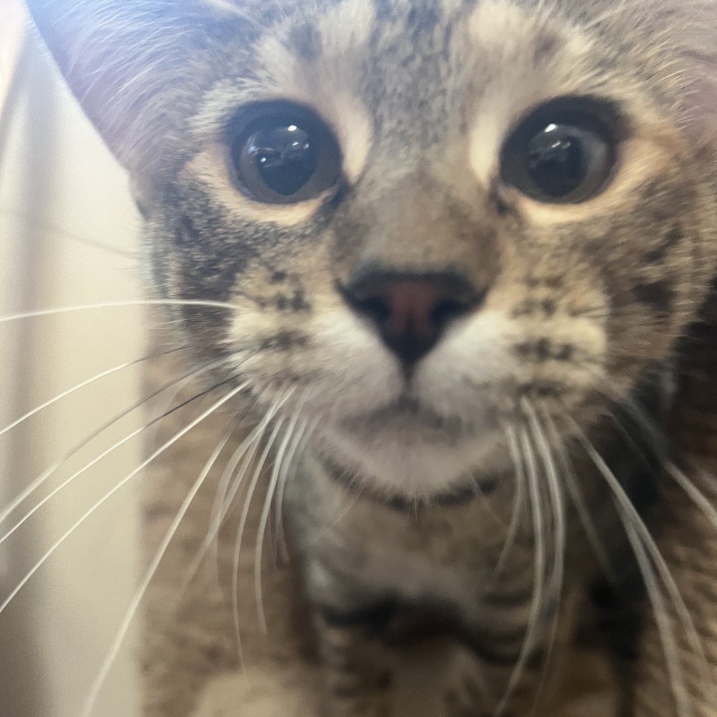 Rikku, an adoptable Domestic Short Hair in Bismarck, ND, 58507 | Photo Image 4