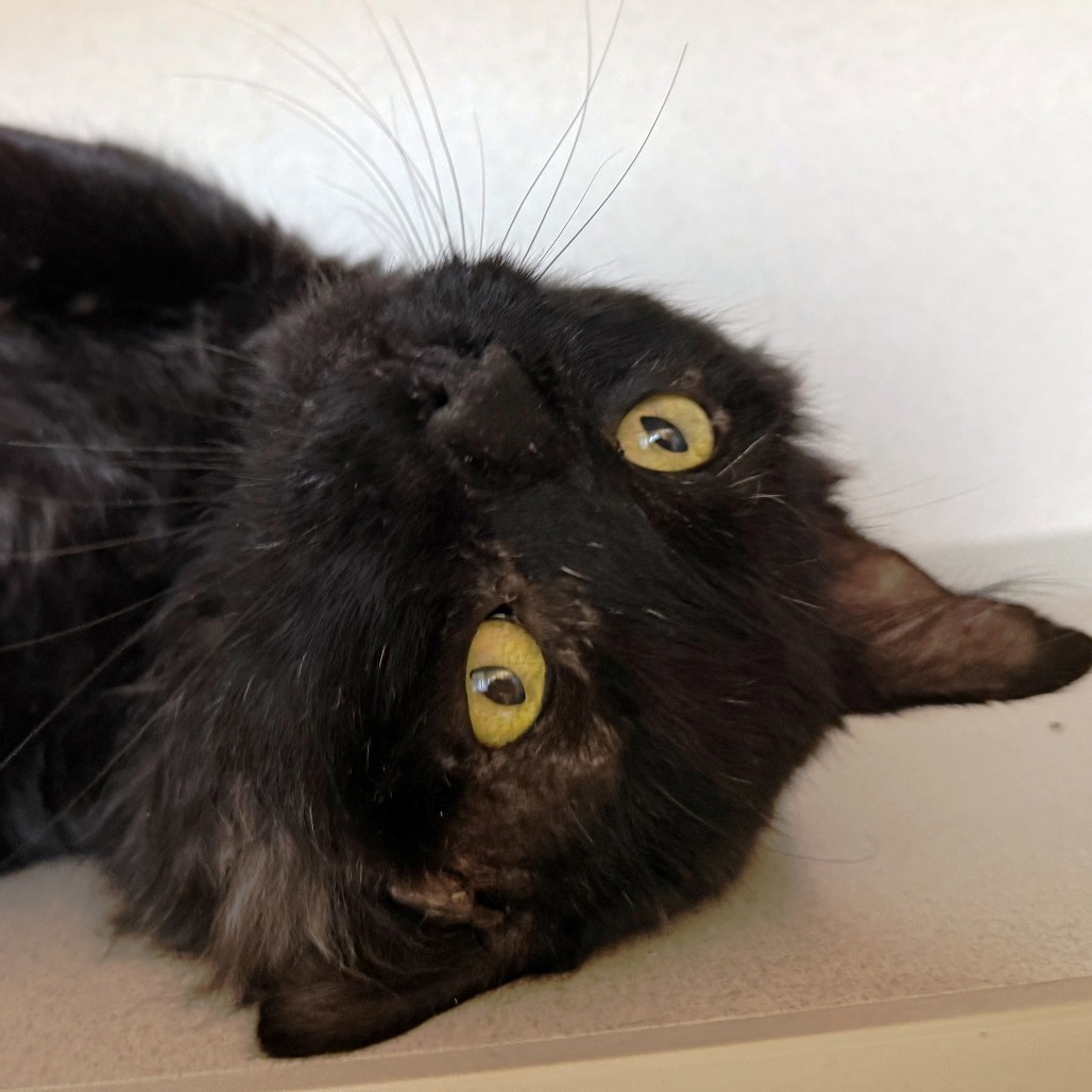 Alfie, an adoptable Domestic Medium Hair in Pagosa Springs, CO, 81147 | Photo Image 1