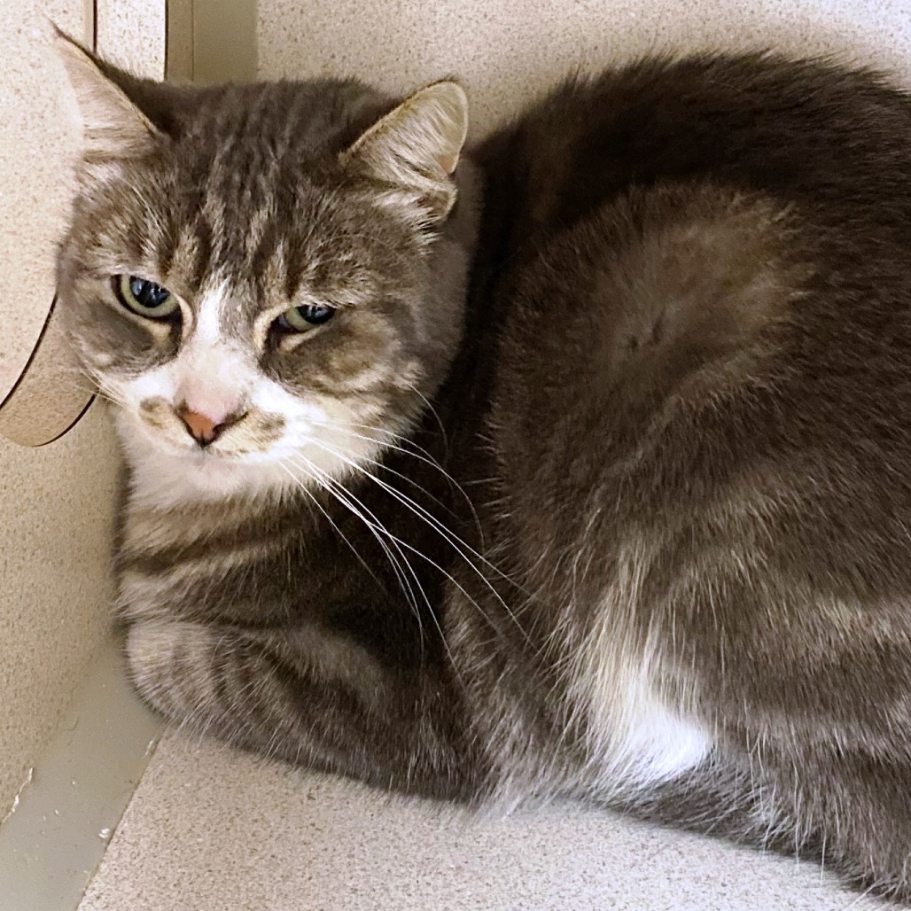 SCAMPER, an adoptable Domestic Short Hair in Pagosa Springs, CO, 81147 | Photo Image 1
