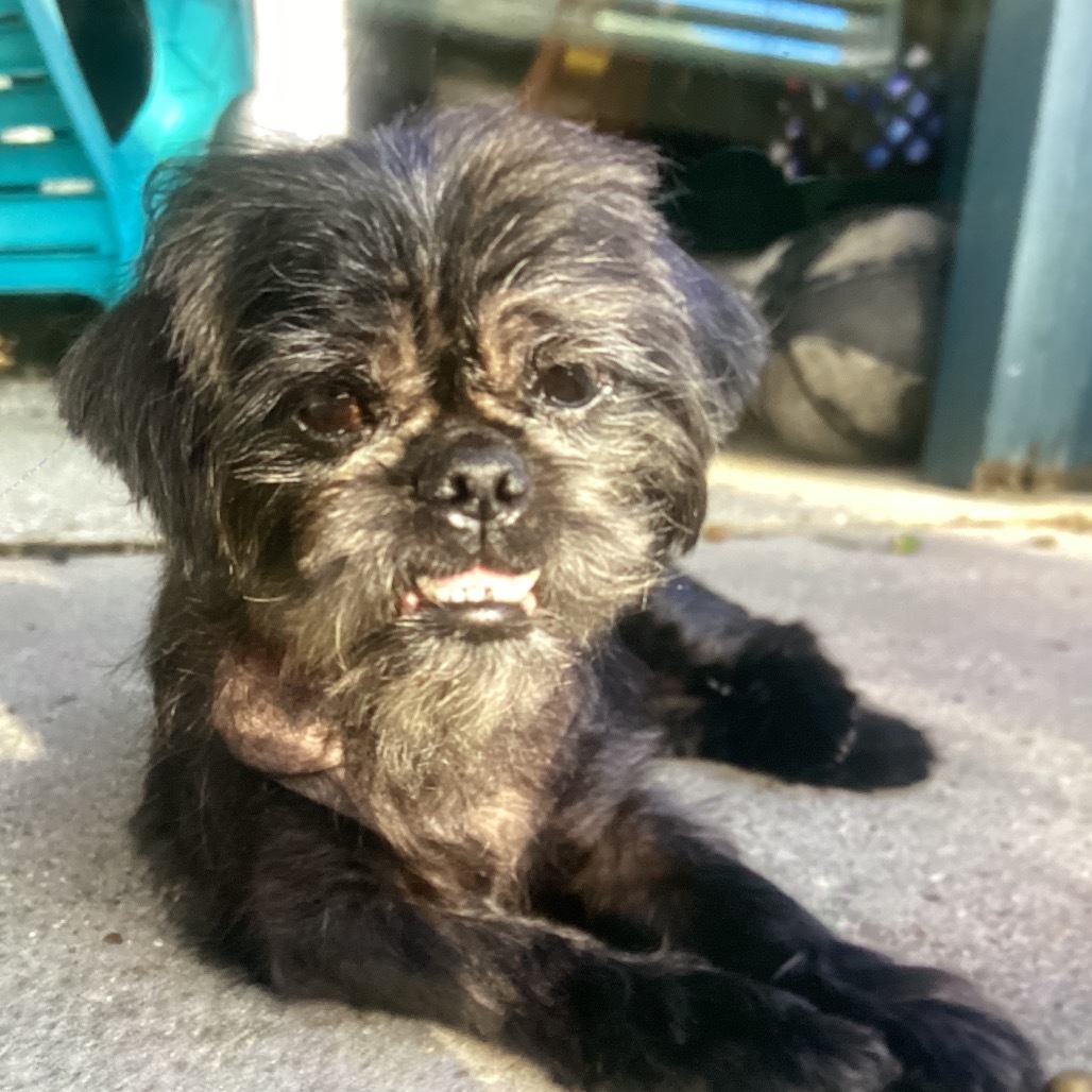 Bruiser, an adoptable Pekingese in New Orleans, LA, 70117 | Photo Image 1
