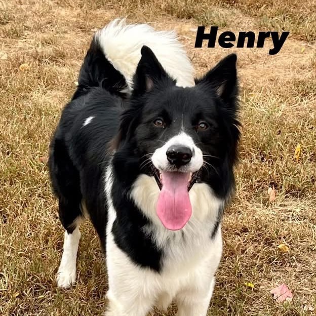 Henry