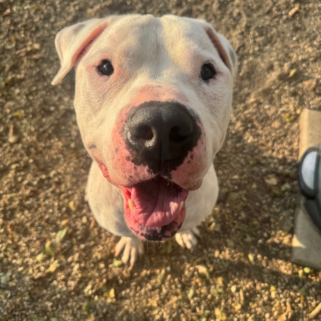 Bronson