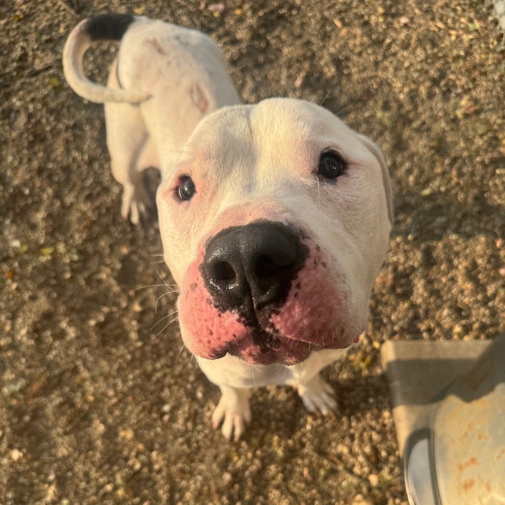 Bronson