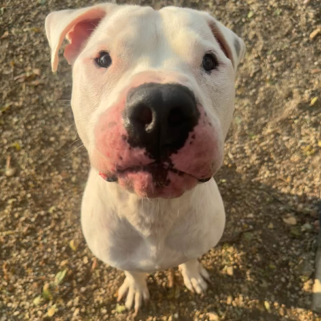 Bronson
