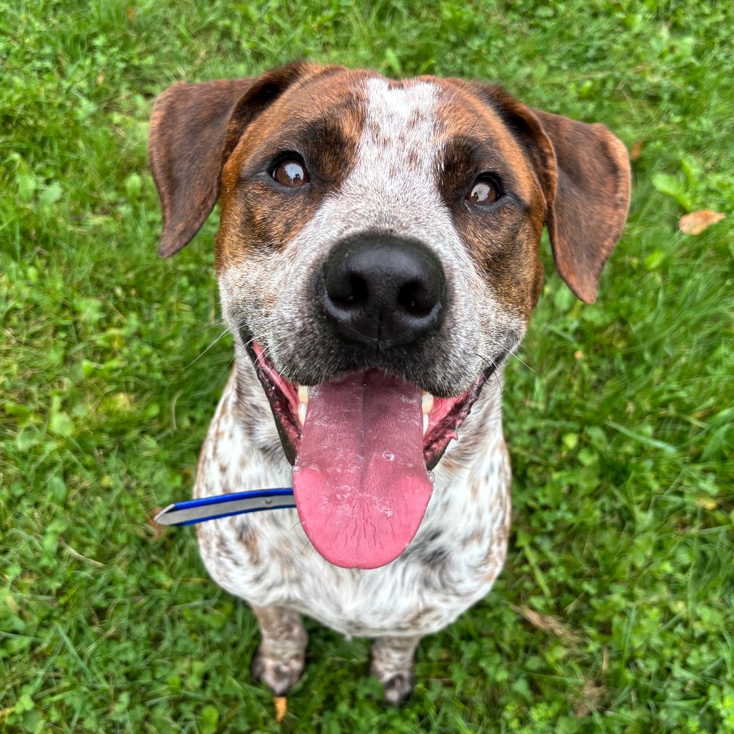 Bronco, an adoptable Mixed Breed in International Falls, MN, 56649 | Photo Image 1