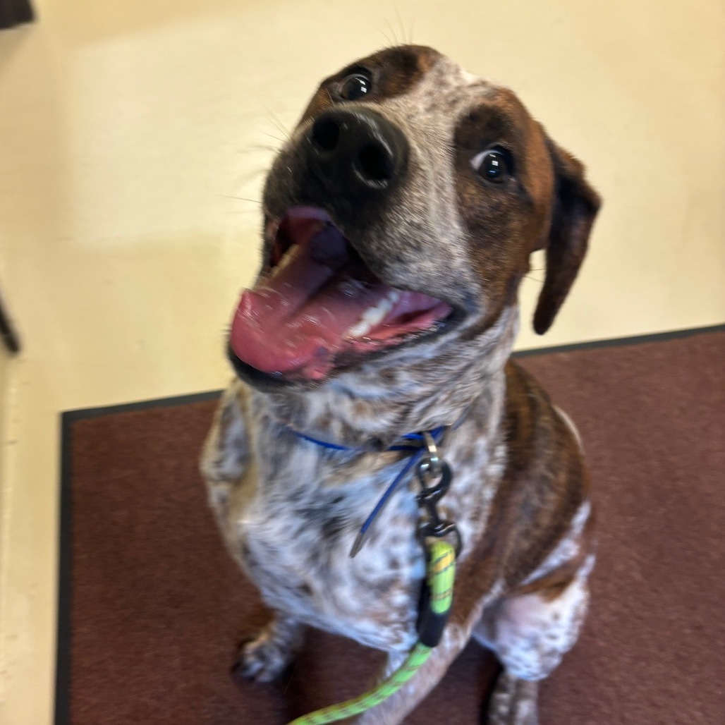 Bronco, an adoptable Mixed Breed in International Falls, MN, 56649 | Photo Image 2