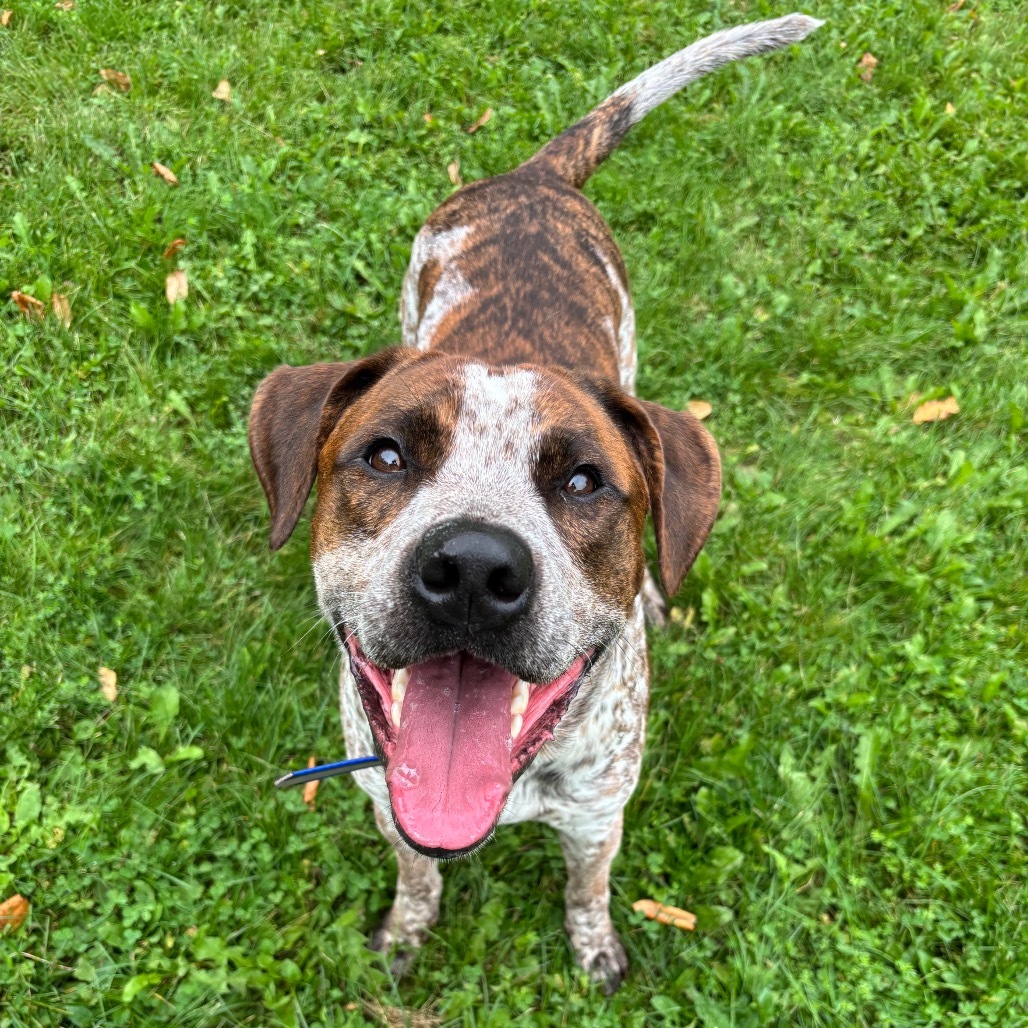 Bronco, an adoptable Mixed Breed in International Falls, MN, 56649 | Photo Image 3