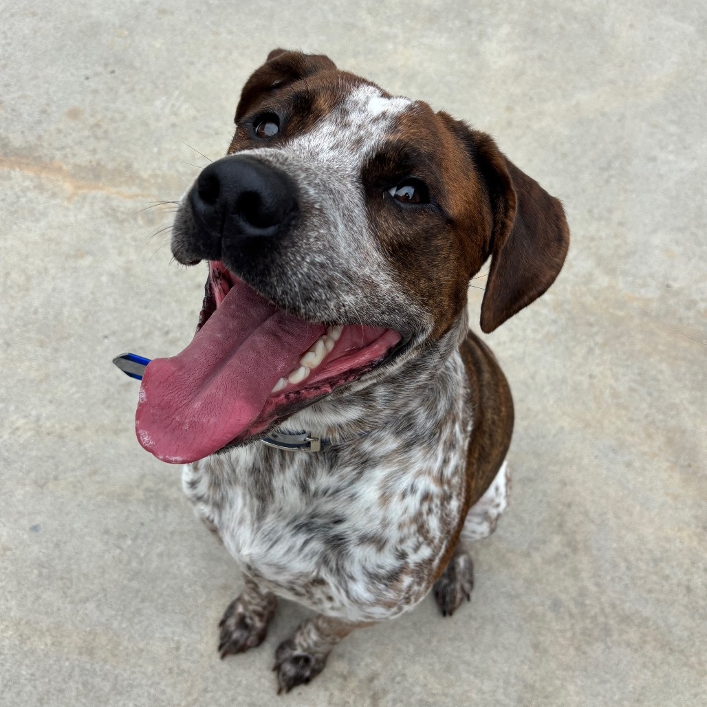 Bronco, an adoptable Mixed Breed in International Falls, MN, 56649 | Photo Image 4