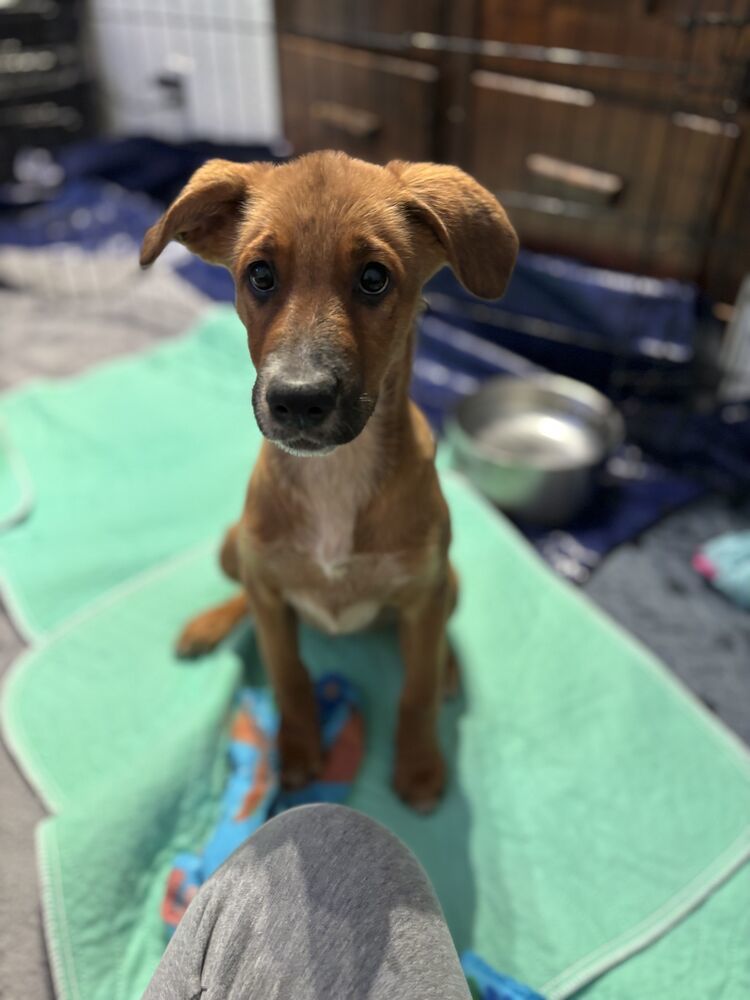 PEPPER