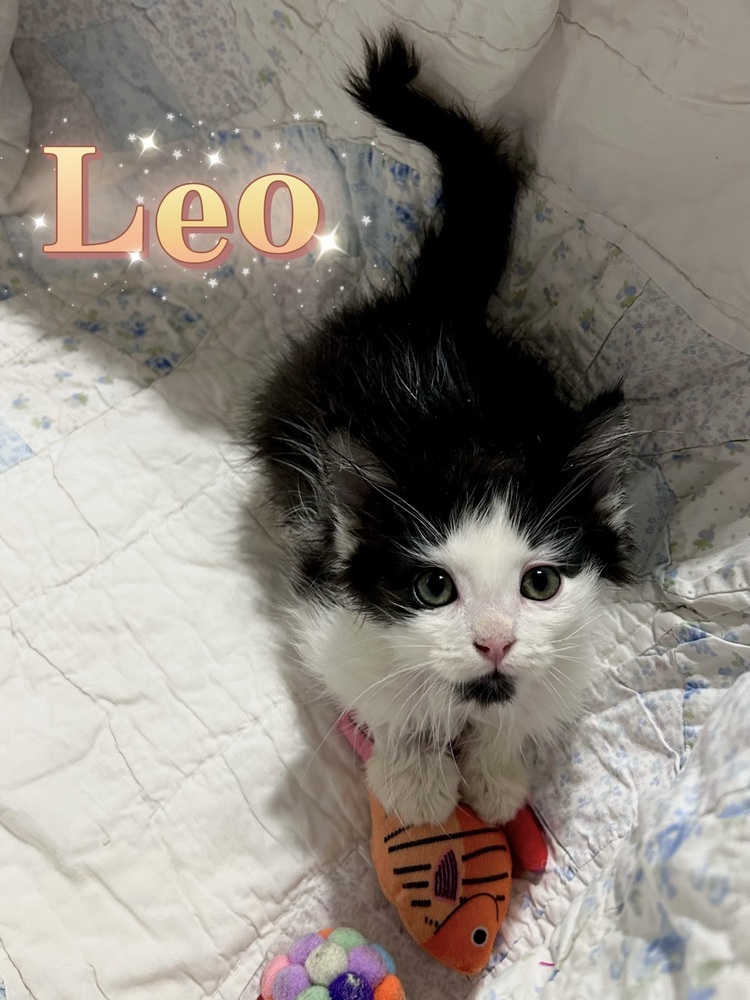 Leo
