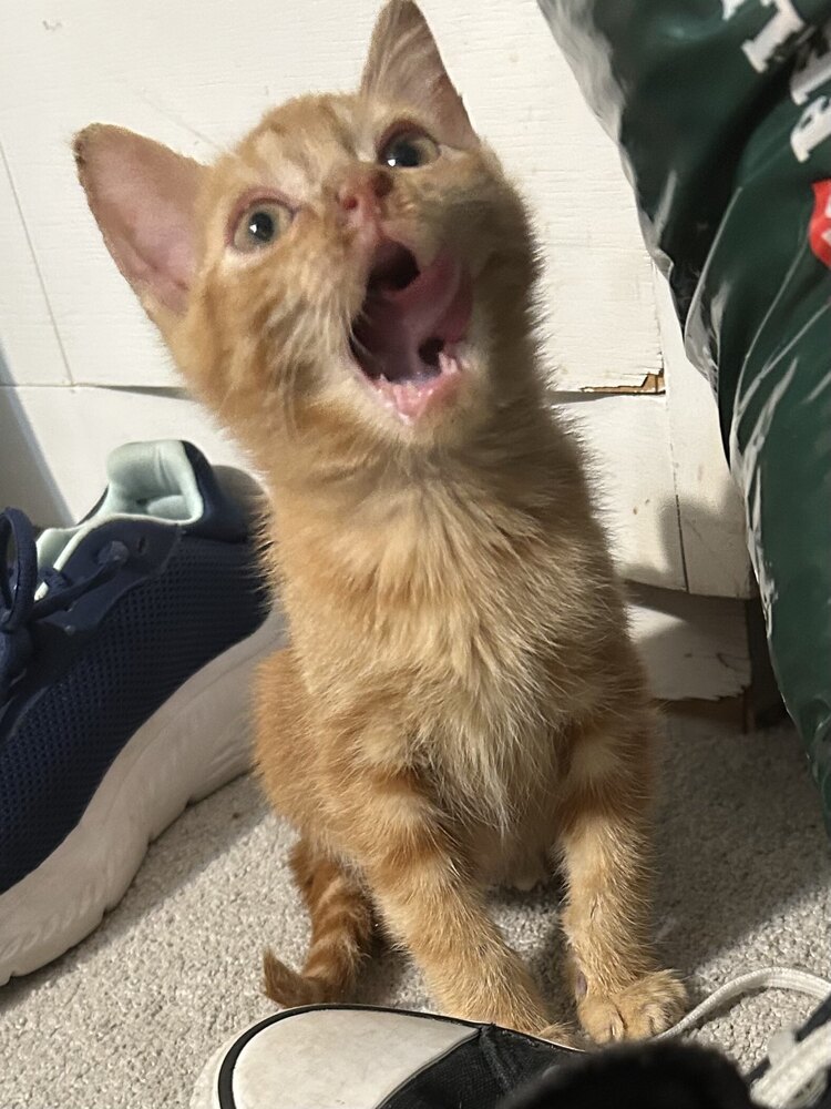 Apollo