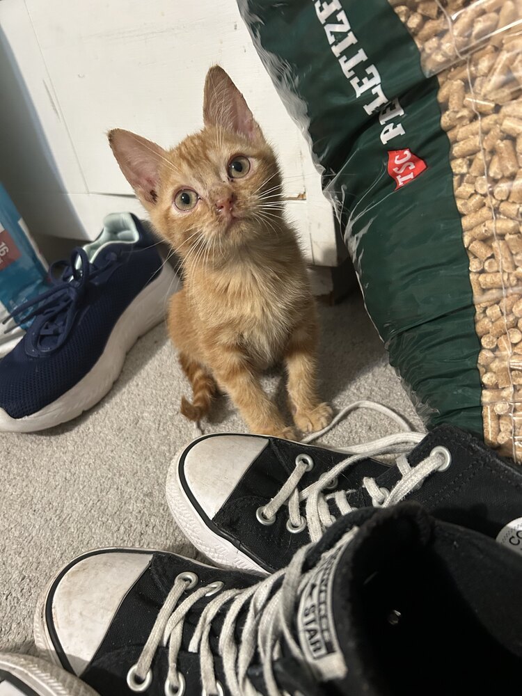 Apollo