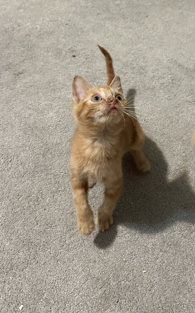 Apollo