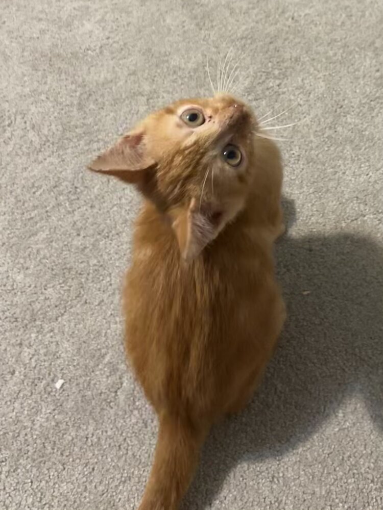 Apollo