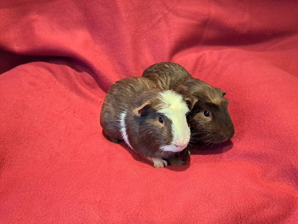 Baguette and Bagel