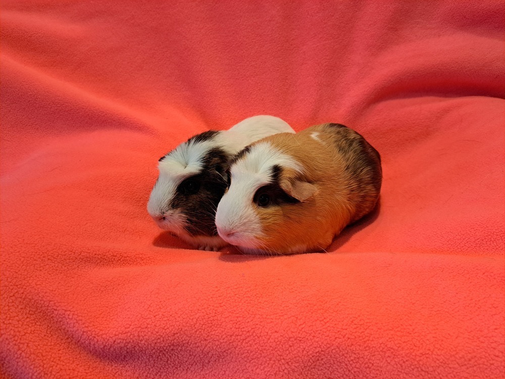 Mocha and Macchiato