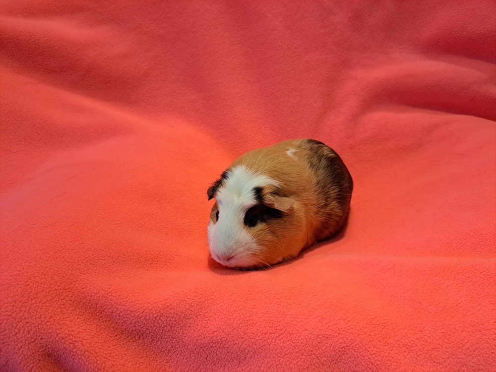 Mocha and Macchiato