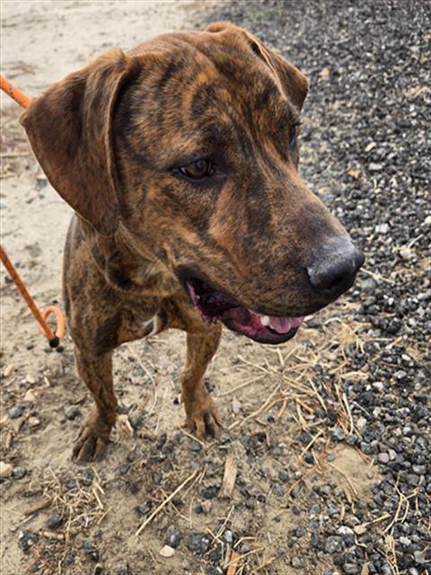 QUINCY, an adoptable Pit Bull Terrier in Casper, WY, 82601 | Photo Image 1