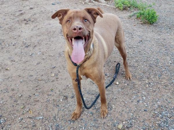 Chico
