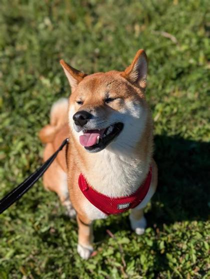 Ishi (Rocky)