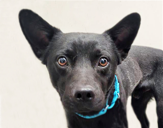 RAFIKI, an adoptable Schipperke, Mixed Breed in Tucson, AZ, 85745 | Photo Image 1