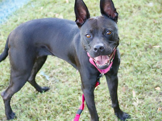 TWITCH, an adoptable Australian Kelpie, Schipperke in Tallahassee, FL, 32311 | Photo Image 1
