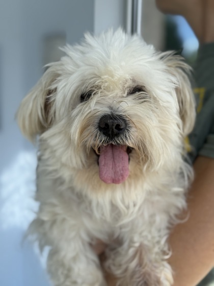 Abby, an adoptable Maltese, Mixed Breed in Gwinn, MI, 49841 | Photo Image 1
