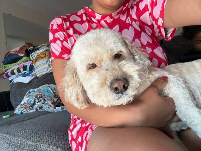 Tails (Surrender), an adoptable Cockapoo in Hamden, CT, 06517 | Photo Image 1