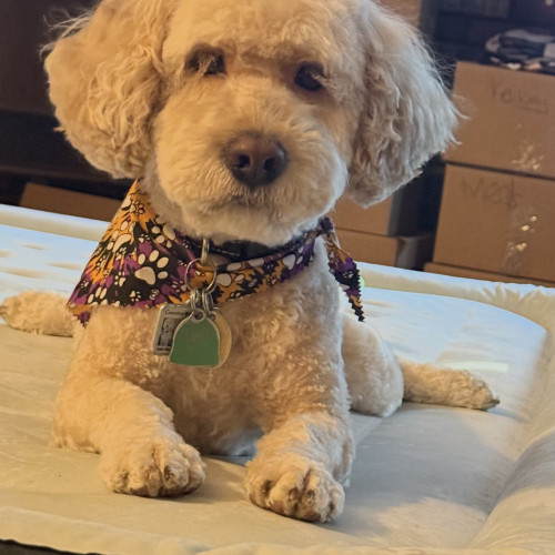 Tails (Surrender), an adoptable Cockapoo in Hamden, CT, 06517 | Photo Image 2