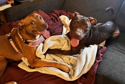 Columbo Foster