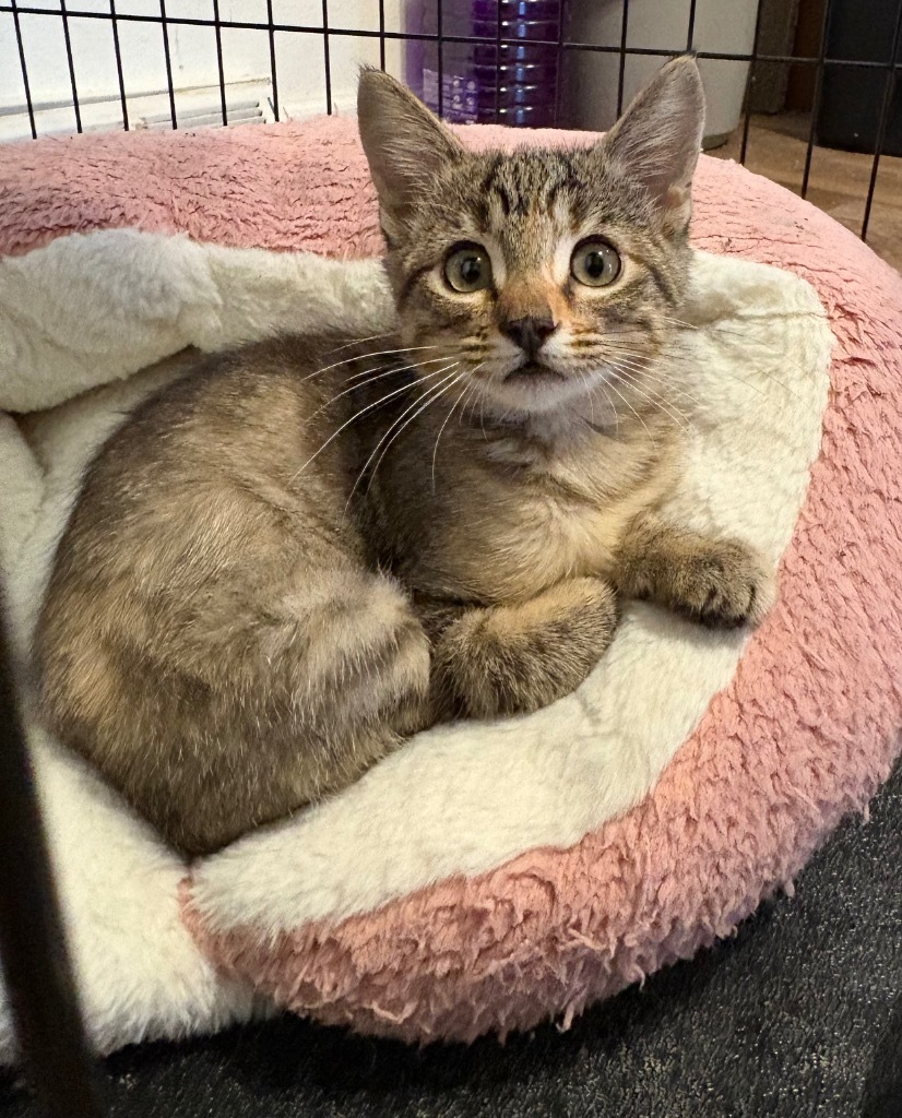 Cutie Mittens