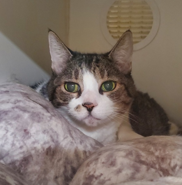 Lucie