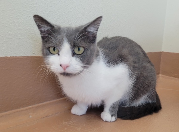 Sunflower, an adoptable Domestic Short Hair in Kennewick, WA, 99336 | Photo Image 1