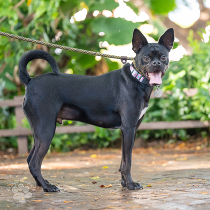 Sawyer, an adoptable Terrier, Mixed Breed in Honolulu, HI, 96826 | Photo Image 1