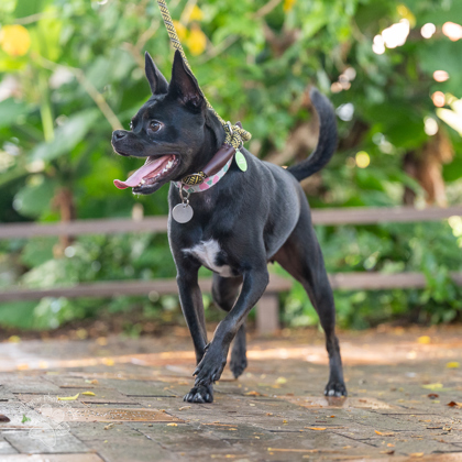 Sawyer, an adoptable Terrier, Mixed Breed in Honolulu, HI, 96826 | Photo Image 2