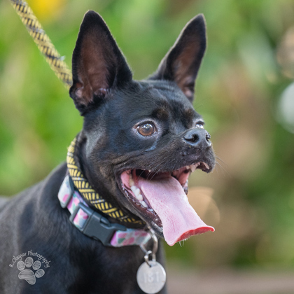 Sawyer, an adoptable Terrier, Mixed Breed in Honolulu, HI, 96826 | Photo Image 3